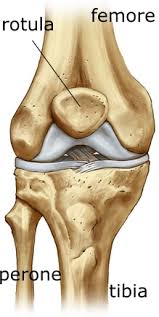 knee bones - ossa del ginocchio