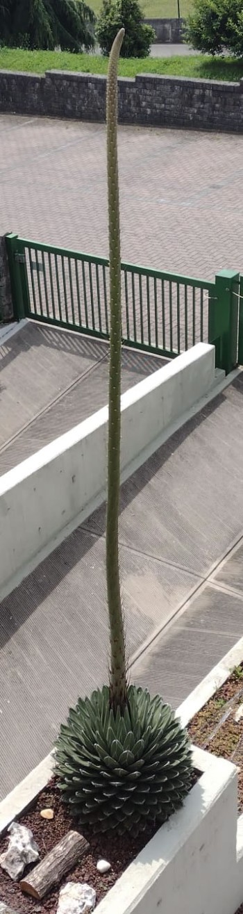 La  AGAVE ha raggiunto 4 di altezza ma i fiori non si vedono -The AGAVE has reached 4 in height but the flower