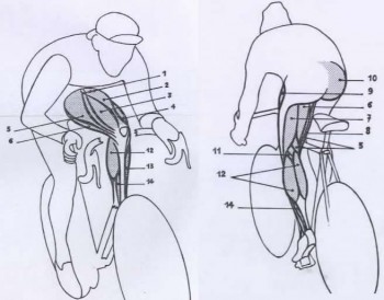 muscles of the cyclist that work when pedaling - muscoli che lavorano quando il ciclista pedala