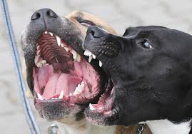 ferocious dogs - Cani feroci